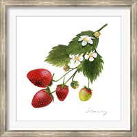 Strawberry Study II Fine Art Print