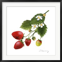 Strawberry Study II Fine Art Print