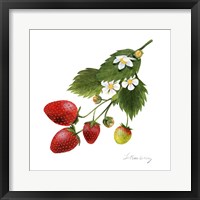 Strawberry Study II Framed Print