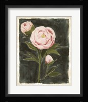 Vintage Peonies I Framed Print