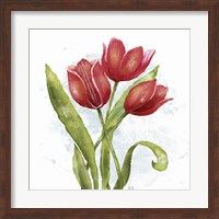 Red Tulip Splash II Fine Art Print