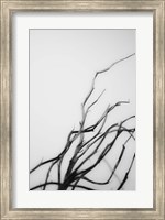 Searching Branches I Fine Art Print
