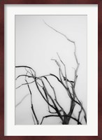 Searching Branches II Fine Art Print