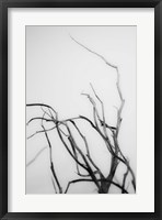Searching Branches II Fine Art Print