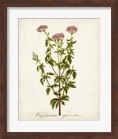 Antique Herb Botanical I Fine Art Print
