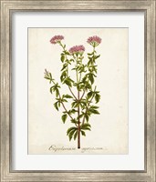 Antique Herb Botanical I Fine Art Print