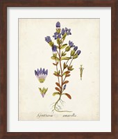 Antique Herb Botanical II Fine Art Print