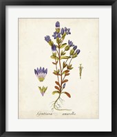 Antique Herb Botanical II Framed Print
