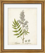 Antique Herb Botanical III Fine Art Print