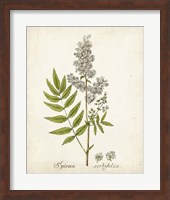 Antique Herb Botanical III Fine Art Print