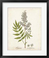 Antique Herb Botanical III Framed Print