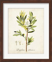 Antique Herb Botanical IV Fine Art Print