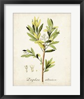 Antique Herb Botanical IV Fine Art Print