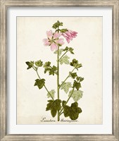 Antique Herb Botanical V Fine Art Print