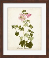 Antique Herb Botanical V Fine Art Print