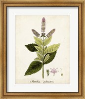Antique Herb Botanical VI Fine Art Print