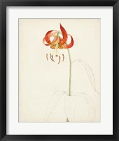Watercolor Botanical Sketches I Framed Print