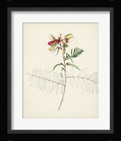Watercolor Botanical Sketches II Framed Print