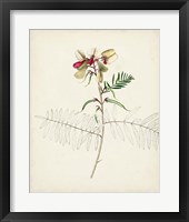 Watercolor Botanical Sketches II Framed Print