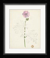 Watercolor Botanical Sketches III Framed Print