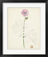 Watercolor Botanical Sketches III Framed Print