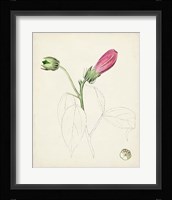 Watercolor Botanical Sketches IV Framed Print