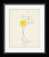 Watercolor Botanical Sketches VII Framed Print