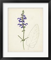 Watercolor Botanical Sketches X Framed Print