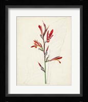 Watercolor Botanical Sketches XII Framed Print