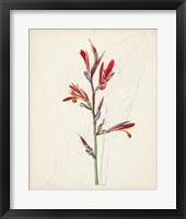 Watercolor Botanical Sketches XII Framed Print