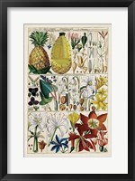 Pineapple Chart Fine Art Print
