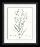 Botanical Study in Sage I Fine Art Print