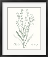 Botanical Study in Sage I Framed Print