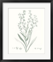 Botanical Study in Sage I Fine Art Print