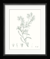 Botanical Study in Sage II Fine Art Print