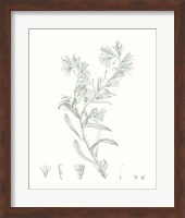 Botanical Study in Sage II Fine Art Print