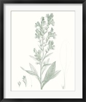 Botanical Study in Sage III Fine Art Print