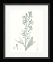 Botanical Study in Sage III Fine Art Print