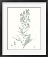 Botanical Study in Sage III Framed Print