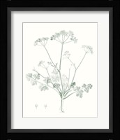 Botanical Study in Sage IV Fine Art Print
