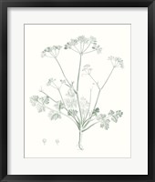 Botanical Study in Sage IV Framed Print