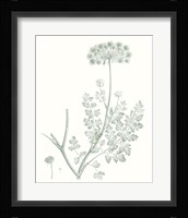 Botanical Study in Sage V Fine Art Print