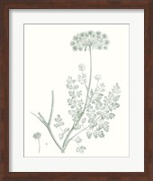 Botanical Study in Sage V Fine Art Print