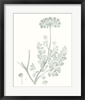 Botanical Study in Sage V Framed Print