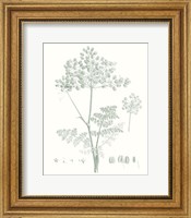 Botanical Study in Sage VI Fine Art Print