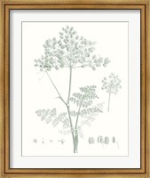 Botanical Study in Sage VI Fine Art Print