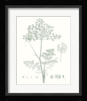 Botanical Study in Sage VI Fine Art Print