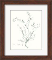 Botanical Study in Sage VII Fine Art Print