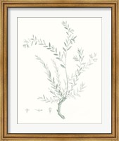 Botanical Study in Sage VII Fine Art Print
