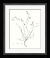 Botanical Study in Sage VII Fine Art Print
